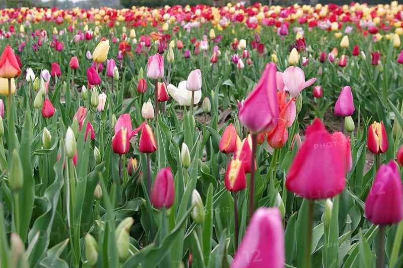 Tulips (Tulipa), Tulip bed, colourful, Cut flowers, Planting, A colourful tulip bed in spring