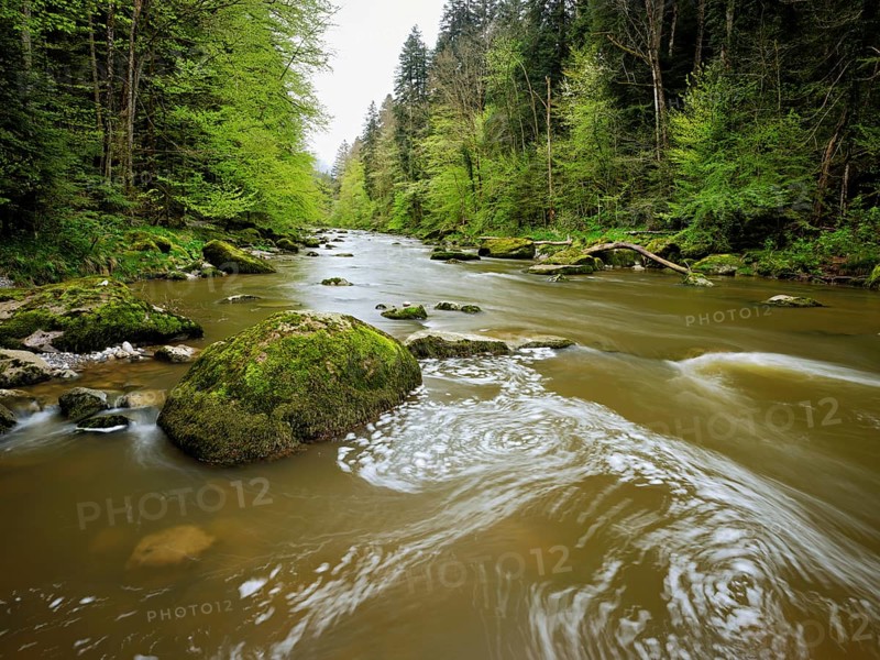 European beech trees shedding leaves, in the foreground moss-covered stones on the river Sihl, Sihlsprung, Menzingen, Canton Zug, Switzerland, Europe