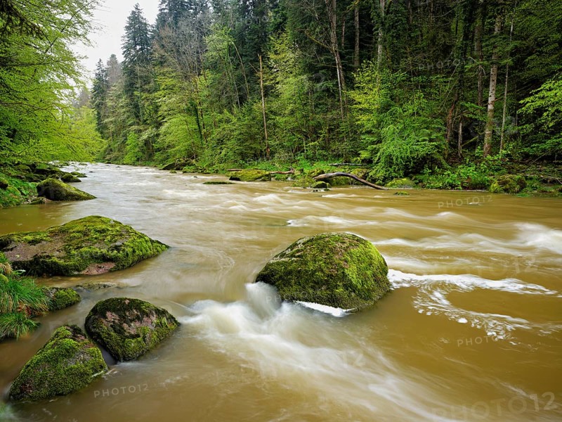 European beech trees shedding leaves, in the foreground moss-covered stones on the river Sihl, Sihlsprung, Menzingen, Canton Zug, Switzerland, Europe