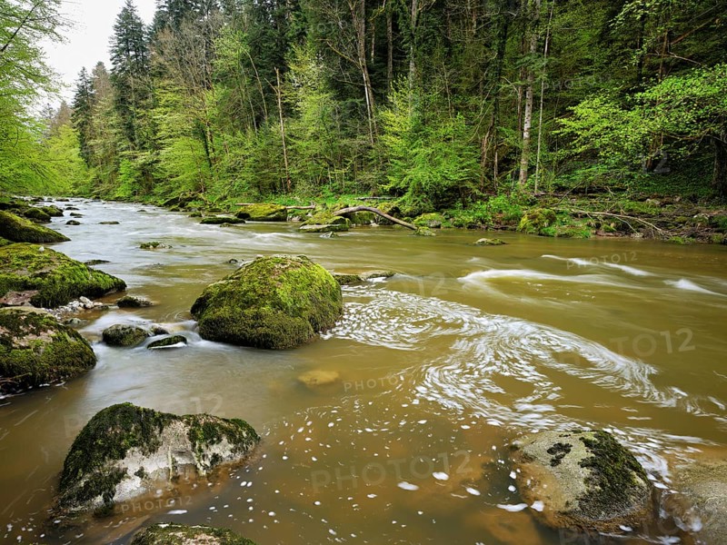 European beech trees shedding leaves, in the foreground moss-covered stones on the river Sihl, Sihlsprung, Menzingen, Canton Zug, Switzerland, Europe