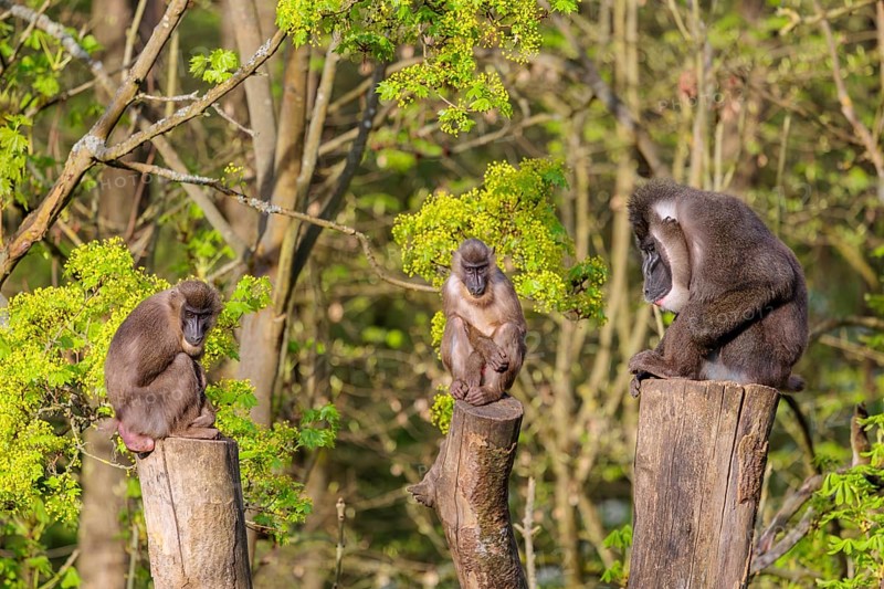 Three Drills (Mandrillus leucophaeus), a male and two females, sit high up on the three stumps of a cut tree and enjoy the early sunlight. A green forest can be seen in the background