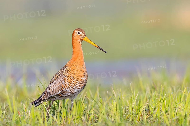 Black-tailed godwit (Limosa limosa) standing in wet meadow, snipe birds, wildlife, nature photography, Ochsenmoor, Lake Dümmer, Lower Saxony, Germany, Europe