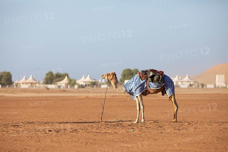 Dromedary (Camelus dromedarius) with saddle in the desert Wahiba Sands or Rimal Al Wahiba or Sharqiyya Sands, behind a desert camp, region Janub ash-Sharqiyya, Oman, Asia