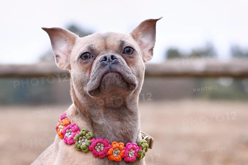 French Bulldog dog mix with paracord flower collar