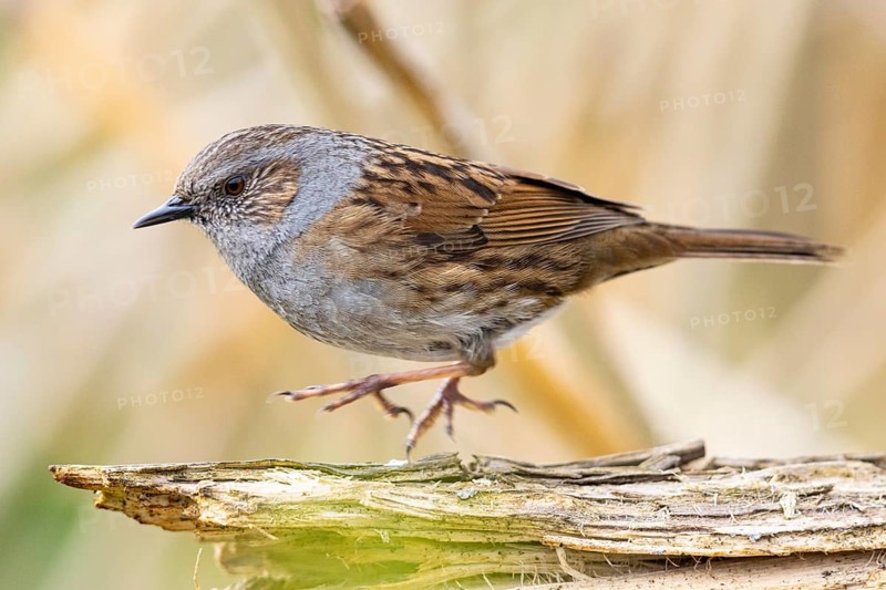 Dunnock (Prunella modularis) Germany