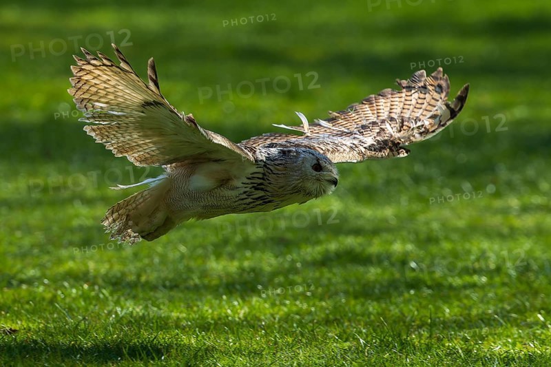 A bird of prey flies with outstretched wings just above a green meadow, Siberian Eagle Owl (Bubo bubosibiricus), Germany, Europe