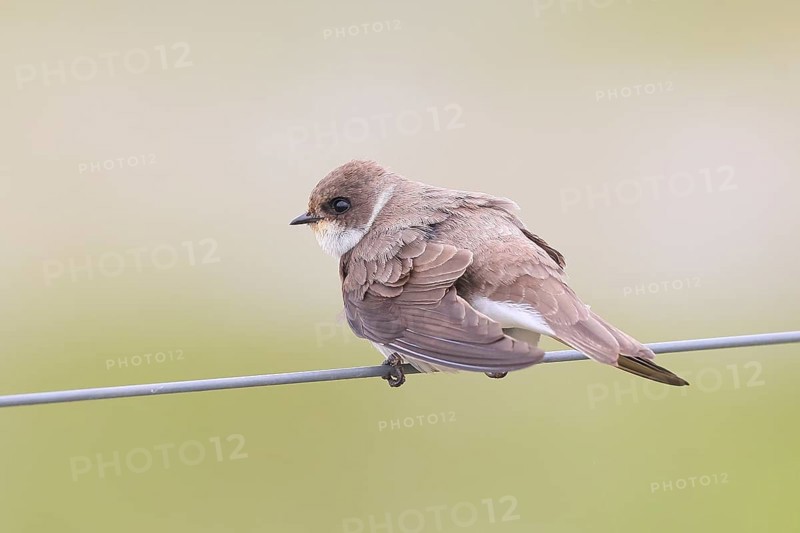 Sand martin (Riparia riparia), sitting on a wire, wildlife, animals, birds, swallows, migratory bird, smallest European swallow species, Ochsenmoor, Dümmer See nature park Park, Hüde Lower Saxony, Germany, Europe