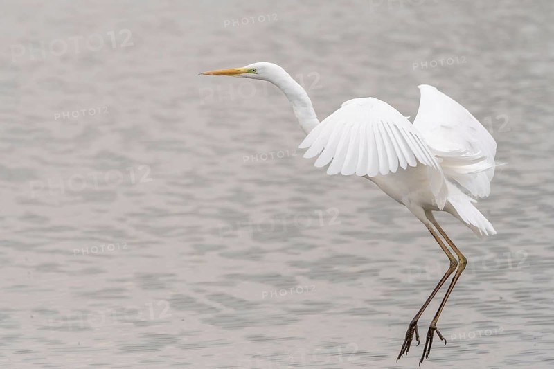 Great egret (Ardea alba) in flight in a pond. Bas Rhin, Alsace, France, Europe