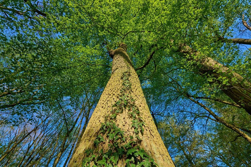 Oak (Quercus), entwined with ivy, reaching high into the blue sky, spring, Bullau nature reserve, Erlensee, Hanau, Hesse, Germany, Europe