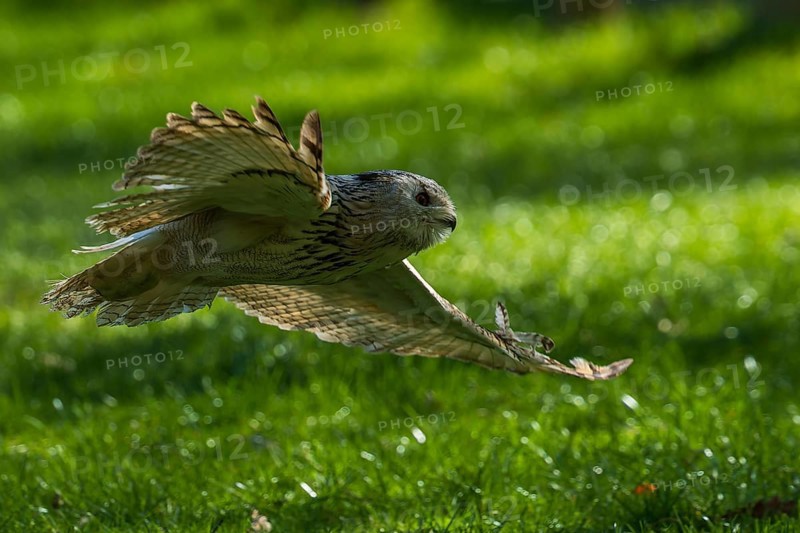 A bird of prey glides dynamically with outstretched wings over a green meadow, Siberian Eagle Owl (Bubo bubosibiricus), Germany, Europe