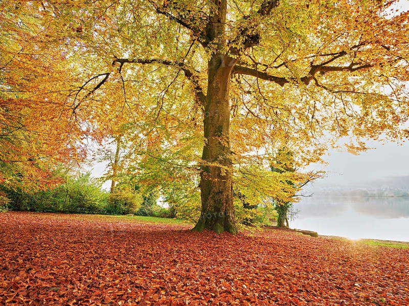 Autumn-coloured copper beech (Fagus sylvatica), in the light of the setting sun, Hallwilersee, Seengen, Canton Aargau, Switzerland, Europe