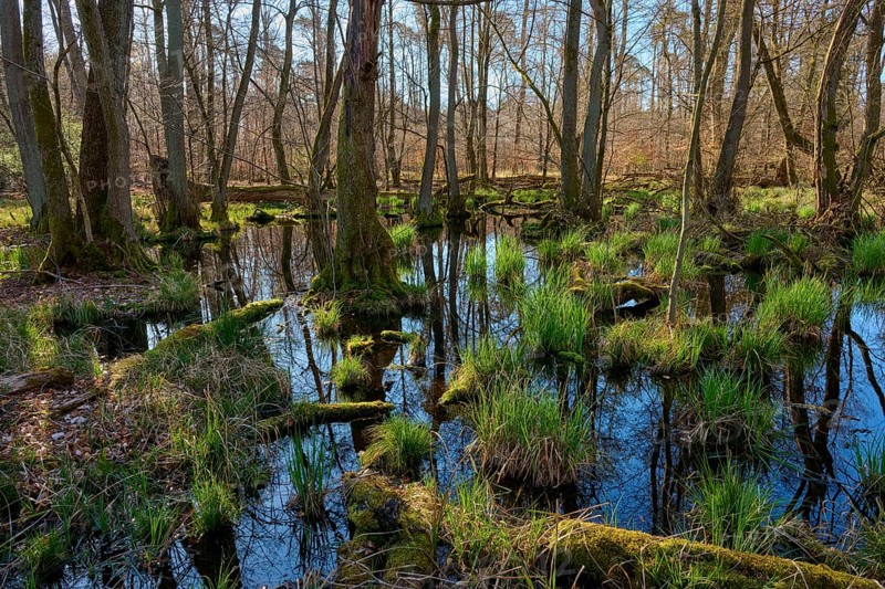 A quiet alluvial forest with moss-covered tree trunks and reflecting water in the morning light, spring, nature reserve Rote Lache by Wolfgang, Wolfgang, Hanau, Hesse, Germany, Europe