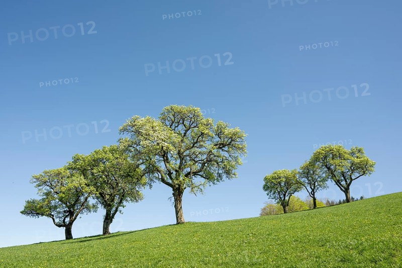 Flowering pear trees, fruit trees, Moststraße, Mostviertel, Lower Austria, Austria, Europe