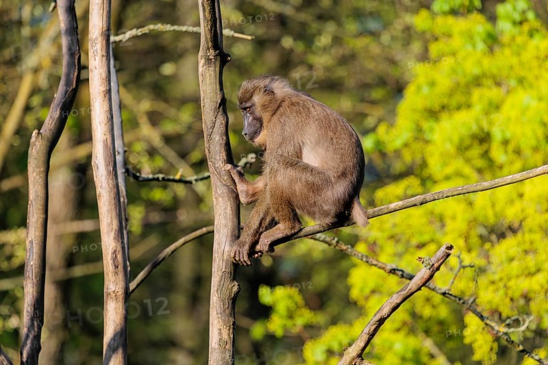 A female Drill (Mandrillus leucophaeus) sits high up in a tree and enjoys the early sunlight. A green forest can be seen in the background