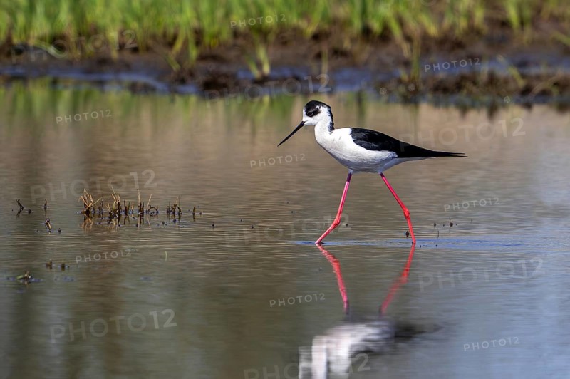 Black-winged stilt (Himantopus himantopus) adult male foraging in shallow water at wetland in spring