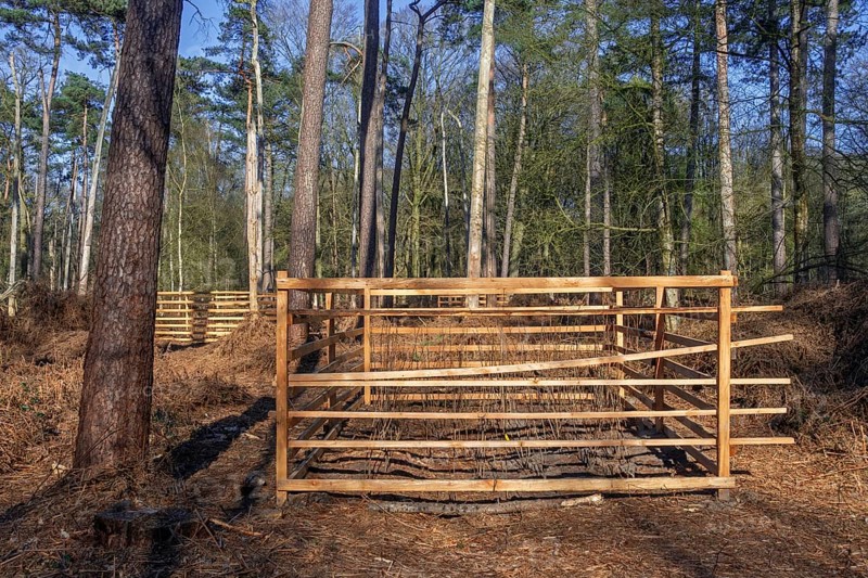 Wooden lattice called reeblock, roe deer block, fence for game browsing protection of young trees in coniferous forest in Belgium