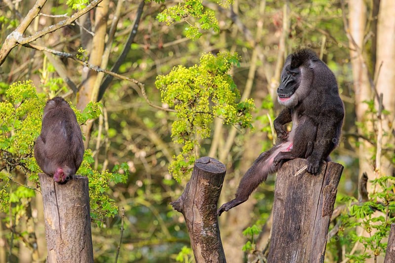 Two Drills (Mandrillus leucophaeus), a male and a female, sit high up on the two stumps of a cut tree and enjoy the early sunlight. A green forest can be seen in the background