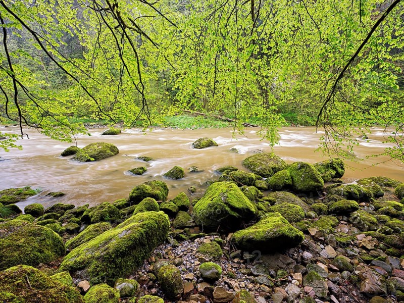 European beech trees shedding leaves, in the foreground moss-covered stones on the river Sihl, Sihlsprung, Menzingen, Canton Zug, Switzerland, Europe