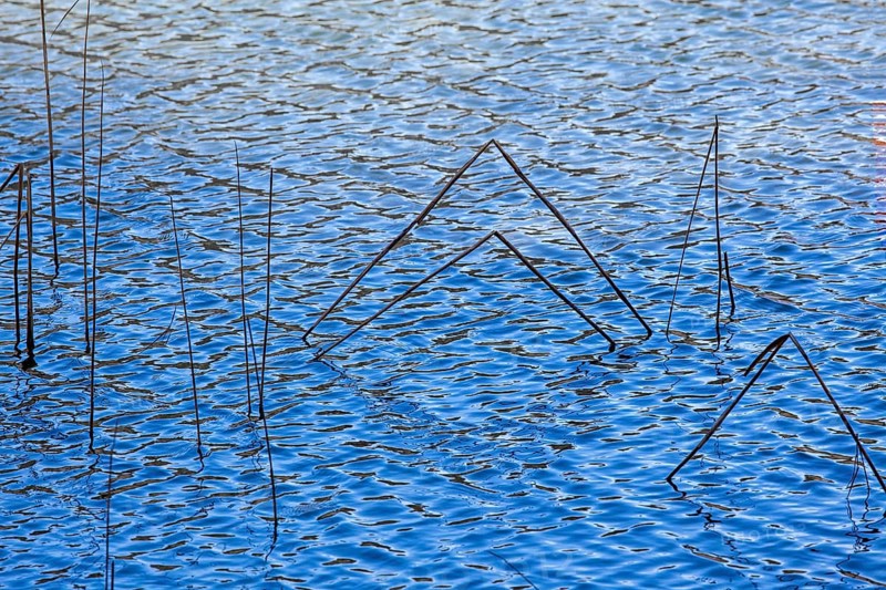 Reeds in the blue water of the Schwansee, Schwangau, Ostallgäu, Allgäu, Bavaria Germany