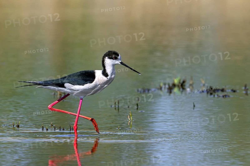 Black-winged stilt (Himantopus himantopus) adult male foraging in shallow water of pond at wetland in spring
