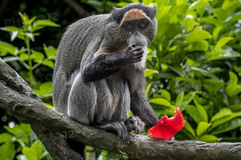 De Brazza's monkey (Cercopithecus neglectus) native to Central Africa, eating fruit in tree