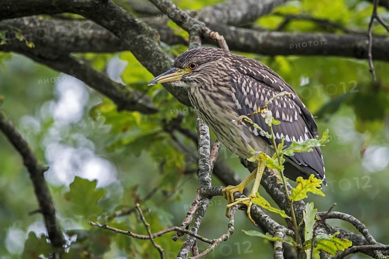 Black-crowned night-heron, black-capped night-heron (Nycticorax nycticorax) juvenile perched in oak tree in summer showing camouflage colours