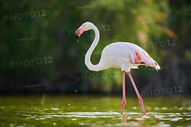 Greater Flamingo (Phoenicopterus roseus) walking in the water, Parc Naturel Regional de Camargue, France, Europe