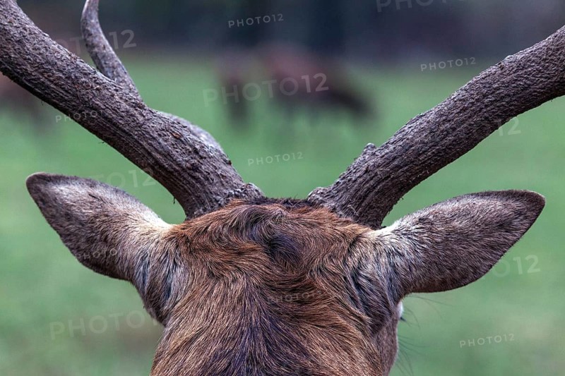 Stag, red deer (Cervus elaphus), captive, Bad Mergentheim Wildlife Park, Baden-Württemberg, Germany, Europe