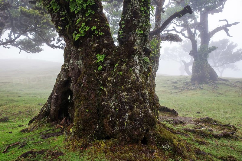 Laurel trees overgrown with moss and plants in the mist, old laurel forest (Laurisilva), stinkwood (Ocotea foetens), UNESCO World Heritage Site, Fanal, Madeira, Portugal, Europe