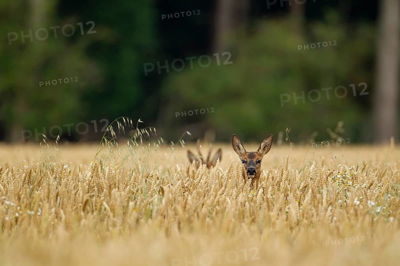 Roe deer (Capreolus capreolus) adult female in a farmland wheat field with a roebuck in the background, Suffolk, England, United Kingdom, Europe