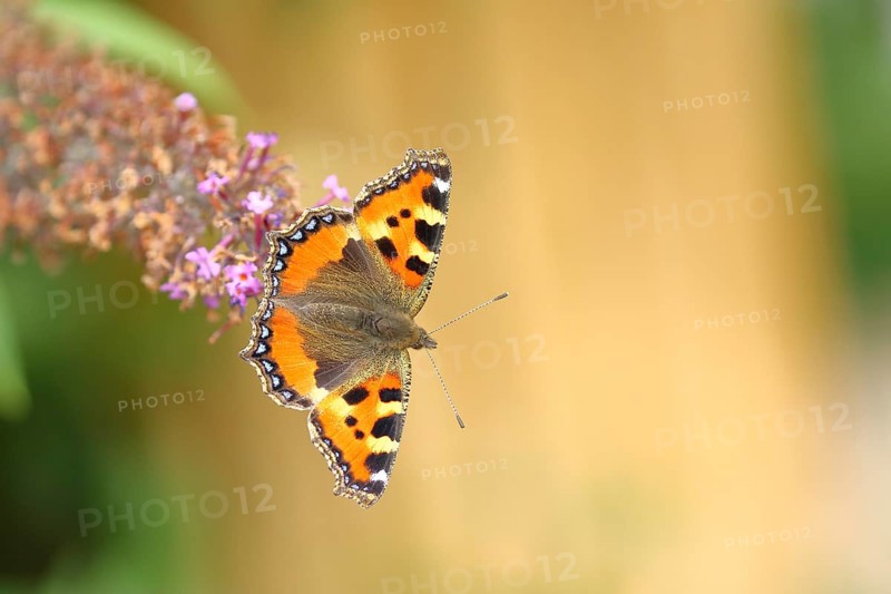 Small tortoiseshell (Aglais urticae), on summer lilac or butterfly-bush (Buddleja davidii), Wilden, North Rhine-Westphalia, Germany, Europe
