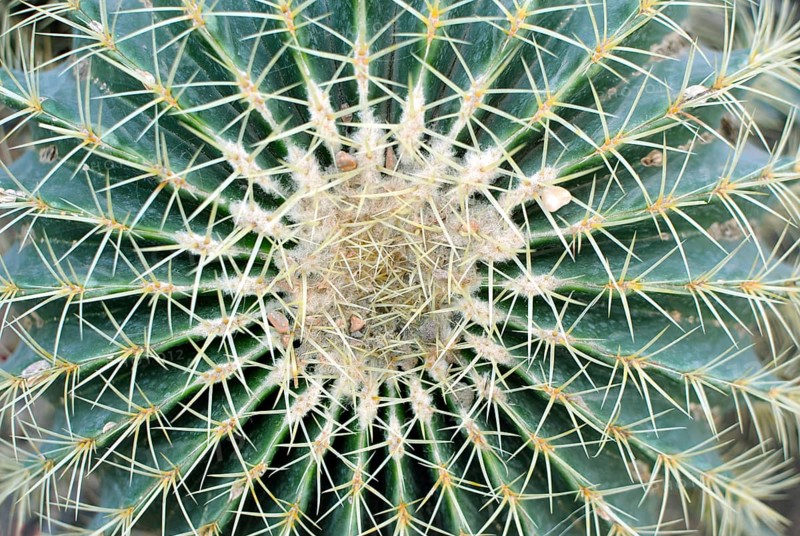 Big (Echinocactus Grusonii) Golden Barrel Ball or Mother In Law Cushion cactus, top view