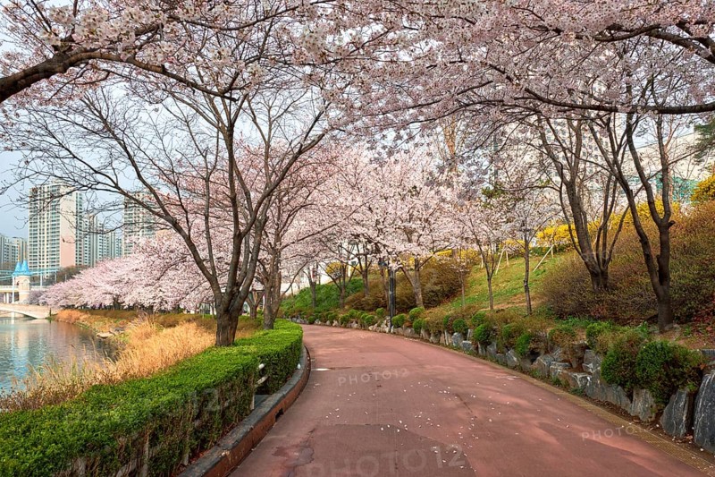 Blooming sakura cherry blossom alley in park in spring, Seokchon lake park, Seoul, South Korea, Asia