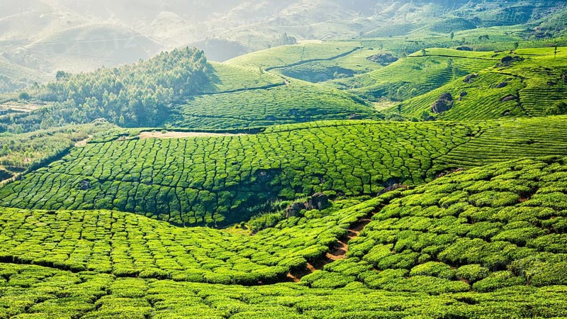 Kerala India travel background, panorama of green tea plantations in Munnar, Kerala, India, tourist attraction, Asia
