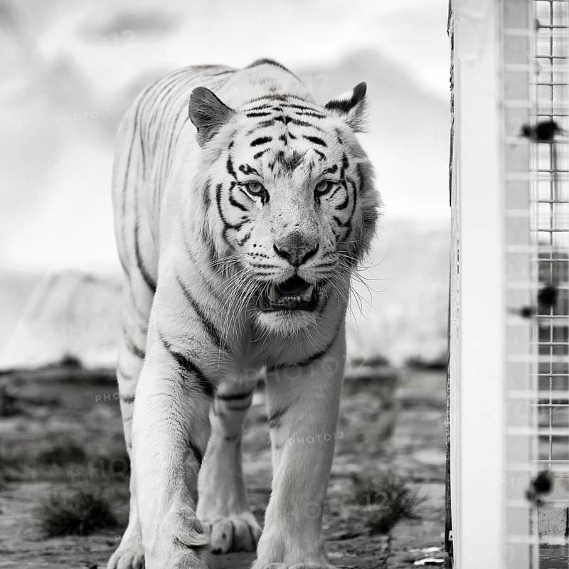 White tiger (Panthera tigris), portrait next to cage, leucism, restless, slightly open mouth, captive, black and white photo