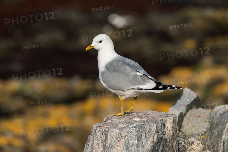 Black-legged Kittiwake (Rissa tridactyla), adult bird standing on a stone, Runde, Møre og Romsdal, Norway, Europe
