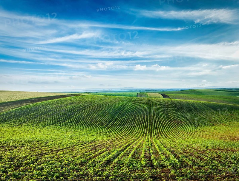 Rolling fields of Moravia, Czech Republic, Europe
