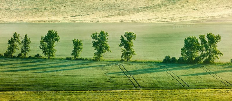 Panorama of Moravian rolling landscape with trees in early morning haze. Moravia, Czech Republic, Europe
