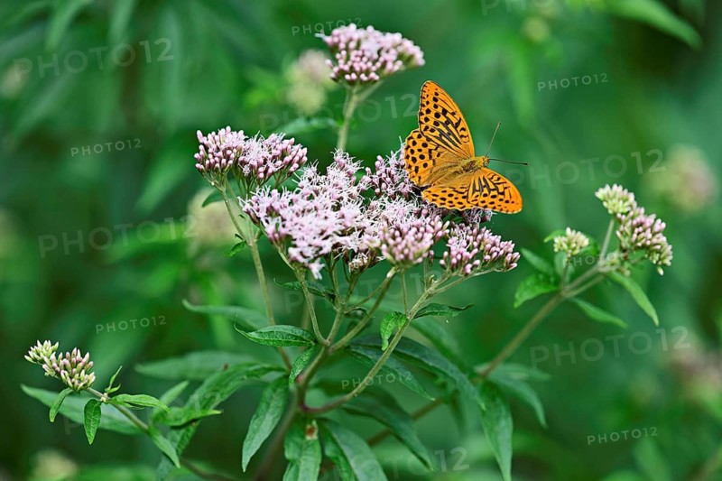 Silver-washed fritillary (Argynnis paphia), on common water eupatorium (Eupatorium cannabinum rosa), Switzerland, Europe