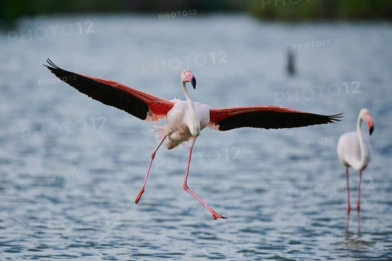Greater Flamingo (Phoenicopterus roseus), landing in the water, Parc Naturel Regional de Camargue, France, Europe
