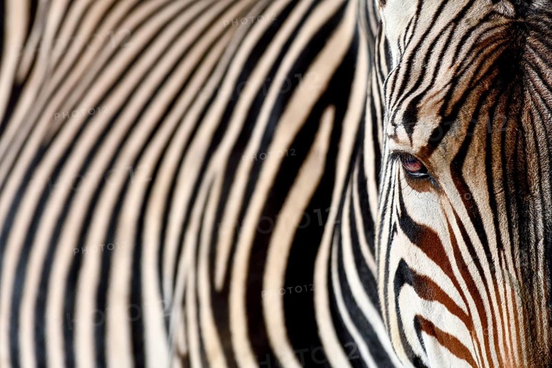 Detail, portrait of a plains zebras (Equus quagga), captive, Munich, Bavaria, Germany, Europe
