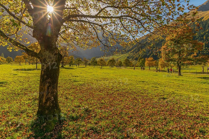 Engtal, Großer Ahornboden, Karwendel Mountains, Kalkalpen, Austria, Autumn-coloured sycamore maple (Acer pseudoplatanus) in the sunshine on the Eng, Europe