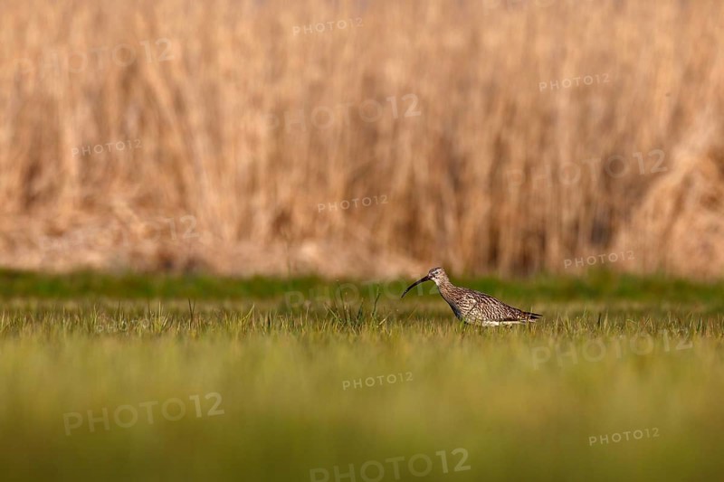 Eurasian curlew (Numenius arquata), single animal foraging in a meadow, Flusslandschaft Peenetal nature park Park, Mecklenburg-Western Pomerania, Germany, Europe
