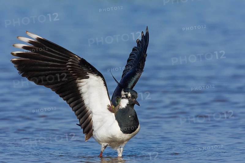Northern lapwing (Vanellus vanellus) with spread wings in the water, Neusiedeler See National Park, Burgenland, Austria, Europe