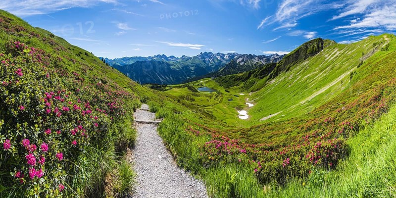 Alpine rose blossom, panorama from the Fellhorn over the Schlappoldsee and mountain station of the Fellhornbahn to the central main ridge of the Allgäu Alps, Allgäu, Bavaria, Germany, Europe