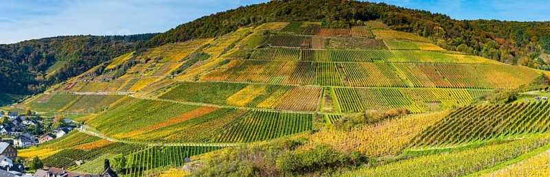 Vineyards in autumn, Mayschoß, Ahr valley, red wine of the Pinot Noir and Portugieser grape is grown here, red wine growing region, Eifel, Rhineland-Palatinate, Germany, Europe