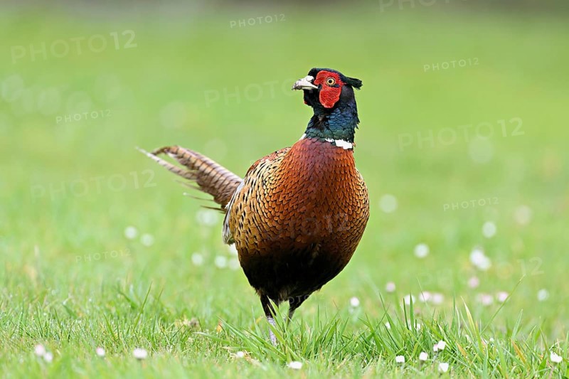 Pheasant (Phasianus colchicus), male standing in meadow, Texel, North Holland, Netherlands