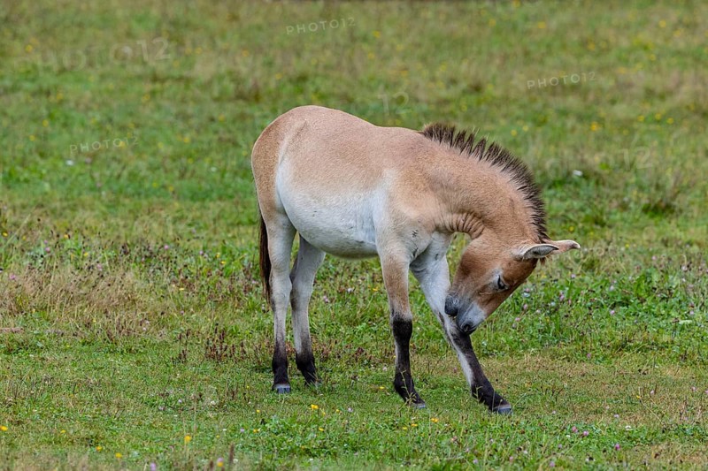 Przewalski's horse (Equus przewalski) capive Germany