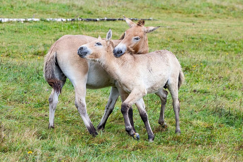 Przewalski's horse (Equus przewalski) capive Germany