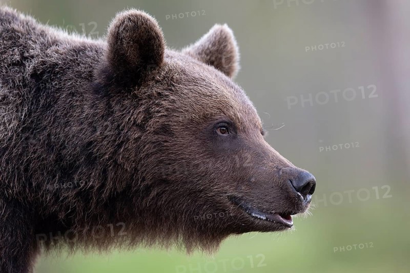 Brown bear (Ursus arctos) in the Finnish taiga, Kuusamo, Finland, Europe